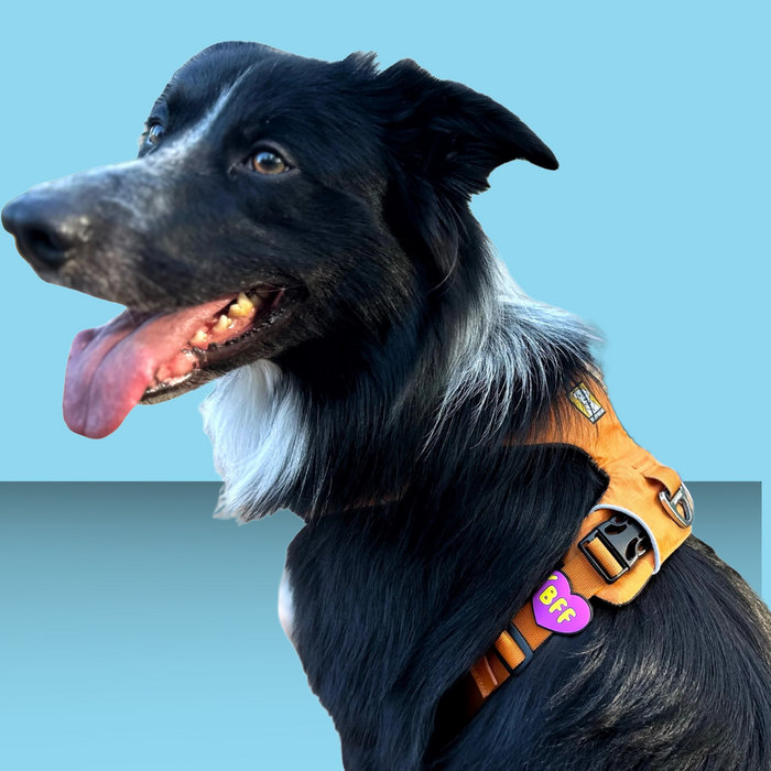 Dog Jiby BFF Purple