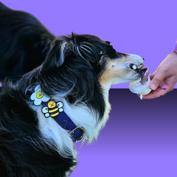Dog Jiby Bumblebee