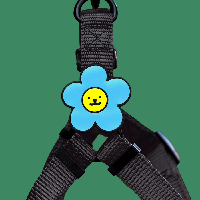 Dog Jiby Daisy Blue
