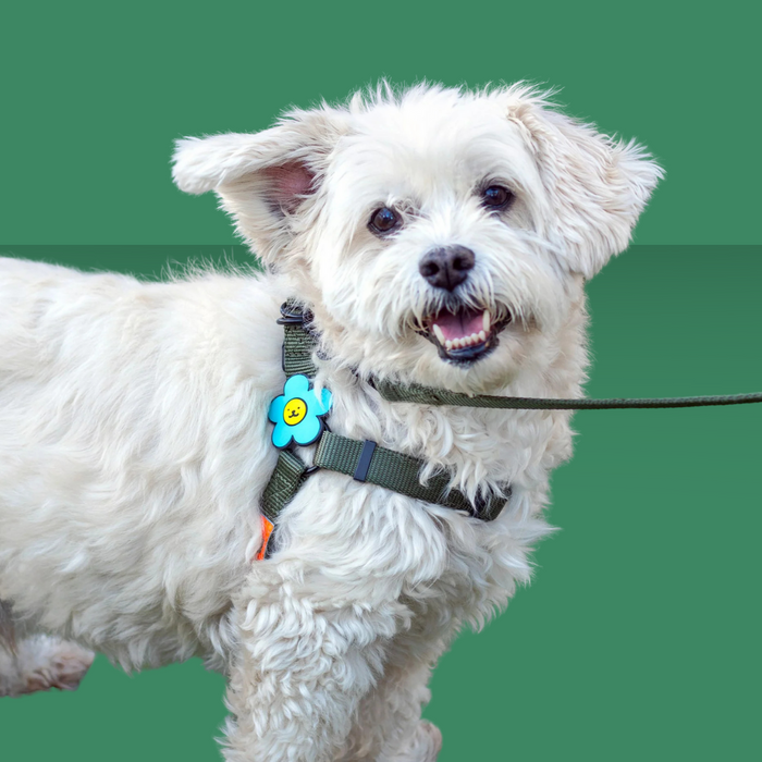 Dog Jiby Daisy Blue