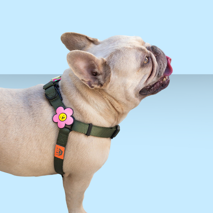 Dog Jiby Daisy Pink