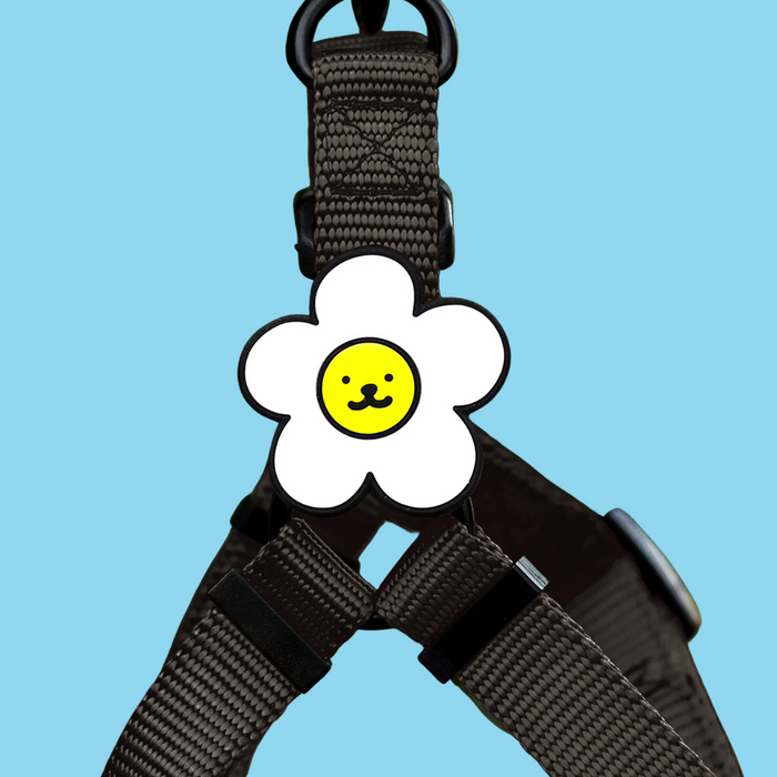 Dog Jiby Daisy White