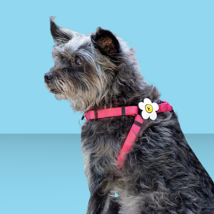 Dog Jiby Daisy White