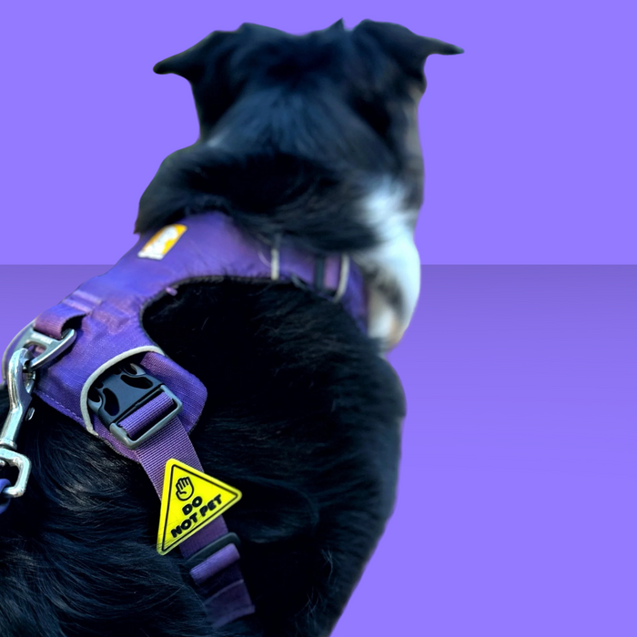Dog Jiby Do Not Pet