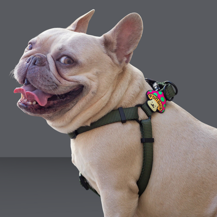 Dog Jiby Fun Guy