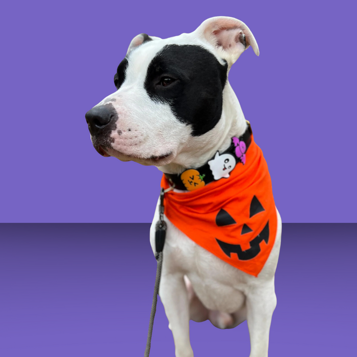 Dog Jiby Ghost