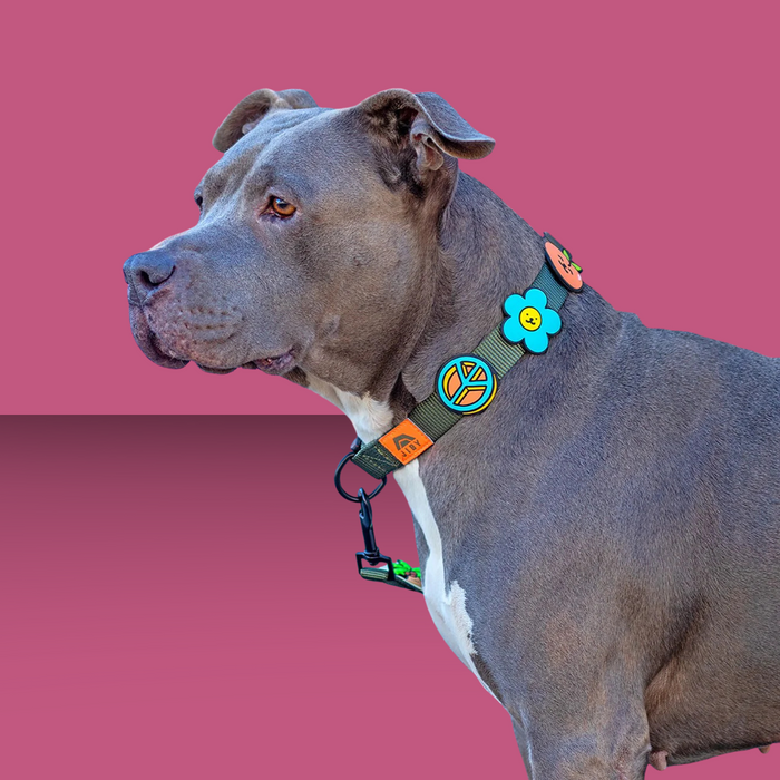 Dog Jiby Peace