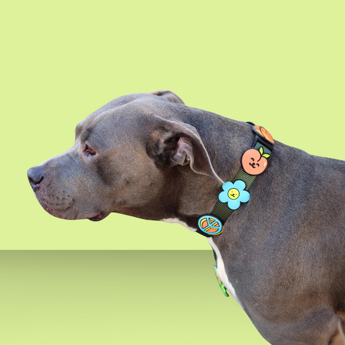 Dog Jiby Peach