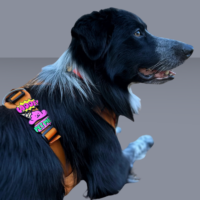 Dog Jiby Pet Me