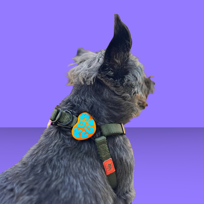 Dog Jiby Rescue Dog