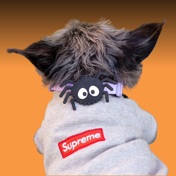 Dog Jiby Spoody the Spider