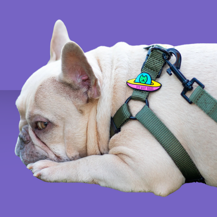 Dog Jiby UFO