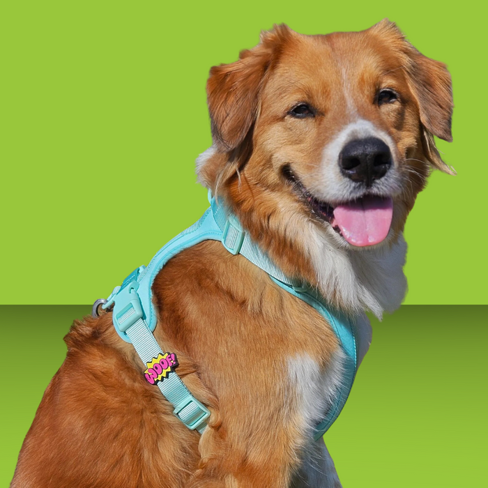 Dog Jiby Woof
