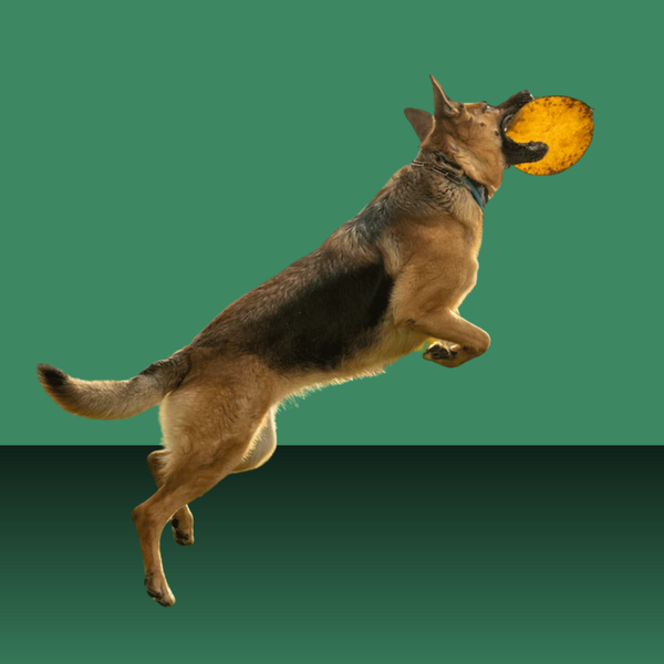Dogginstix Beef Collagen UFO