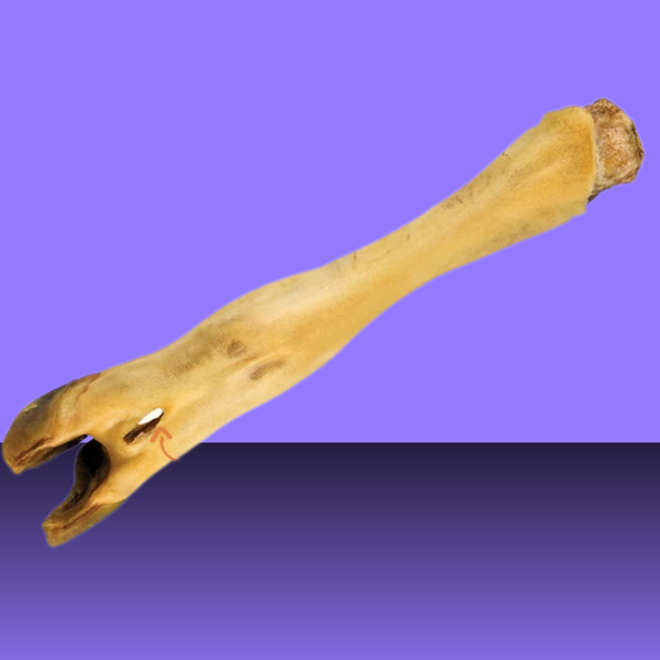 Dogginstix Lamb Foot
