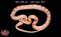 Extreme Reverse Okeetee 18" male for sale by South Mountain Reptiles