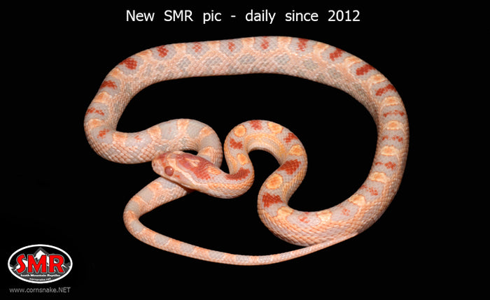 Extreme Reverse Okeetee 18" male for sale by South Mountain Reptiles