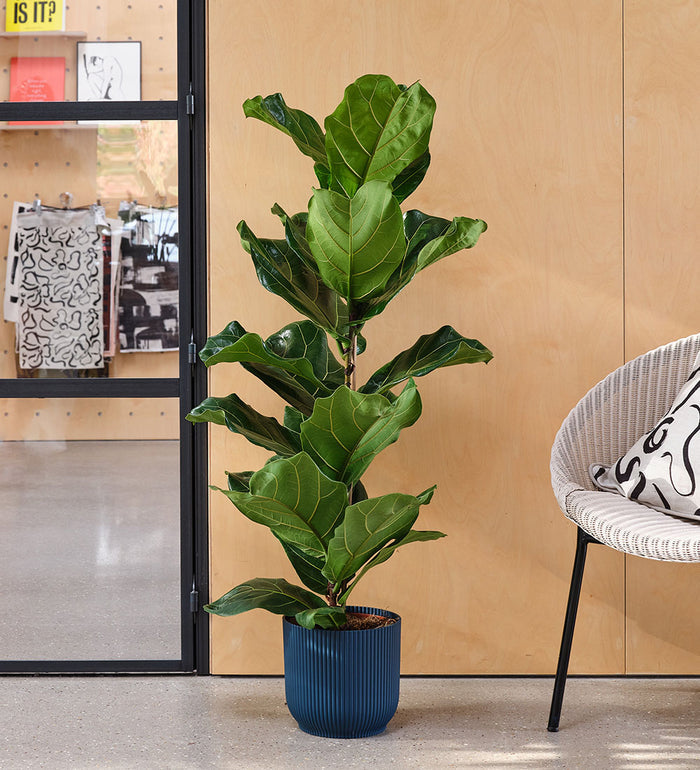 Fig Plant Pair