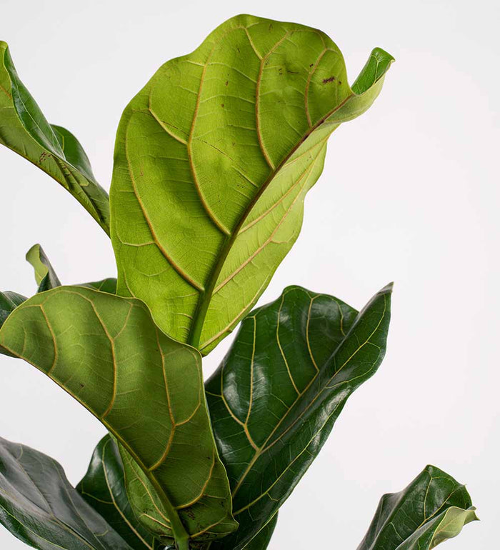 Fig Plant Pair