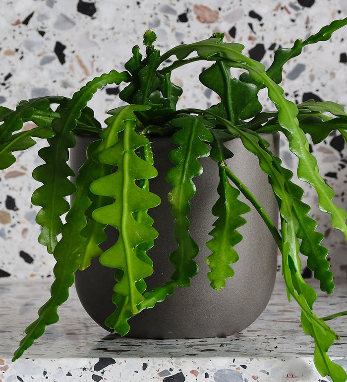 Fishbone Cactus & Pot