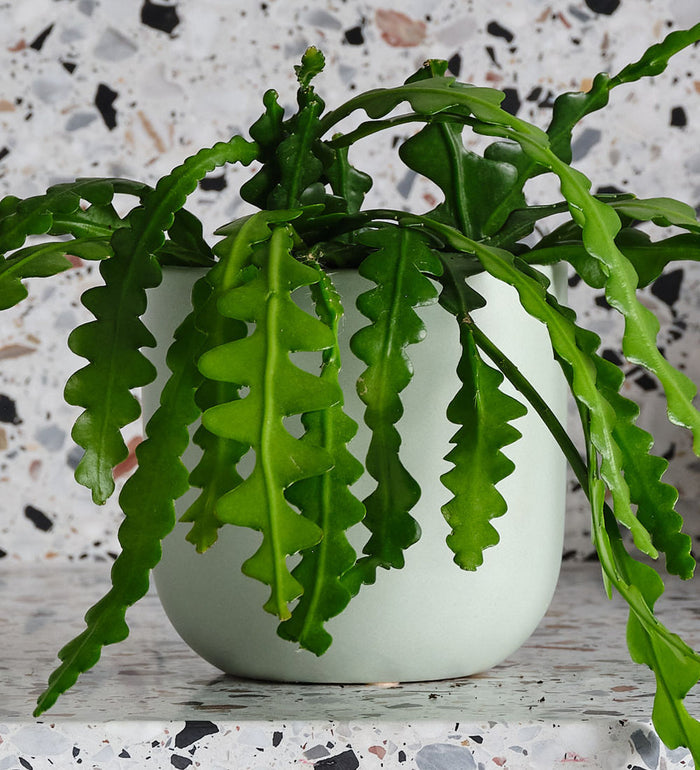 Fishbone Cactus & Pot