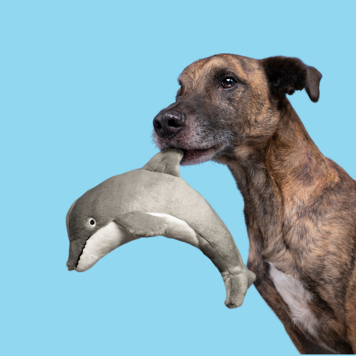 Fluff & Tuff Danny Dolphin