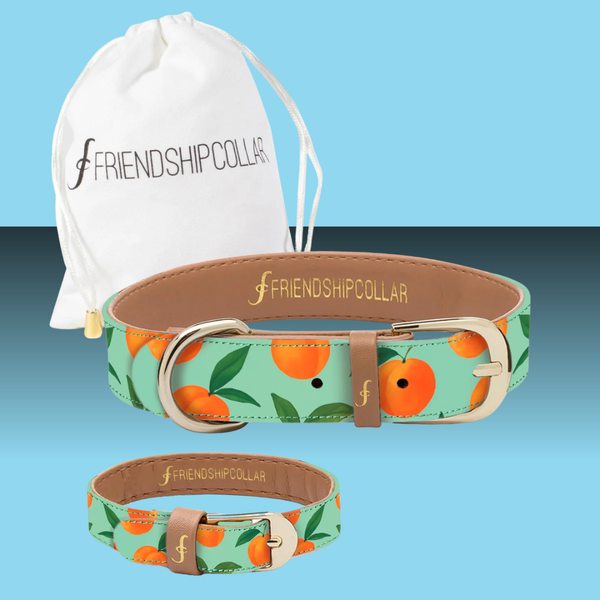 Friendship Collar Just Peachy
