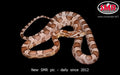 Ghost 18" male for sale by South Mountain Reptiles