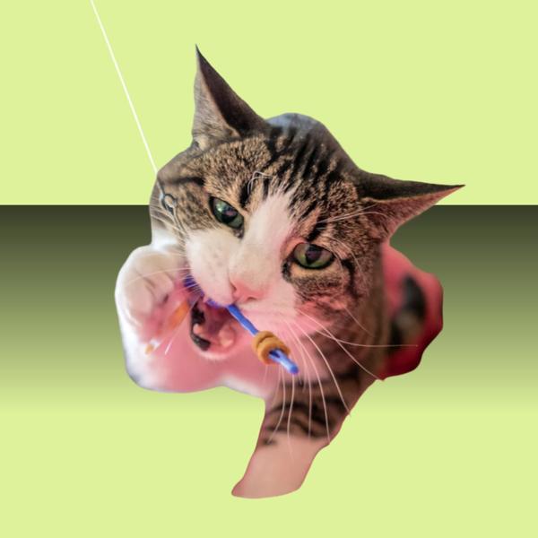 Giddy Kitty Cat Treat Toy Dragonfly