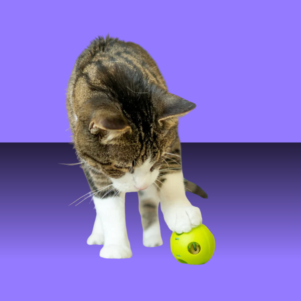 Giddy Kitty Cat Treat Toy Purrkleball
