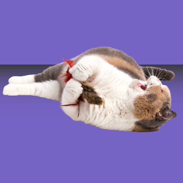 Go Cat Da Fur Thing