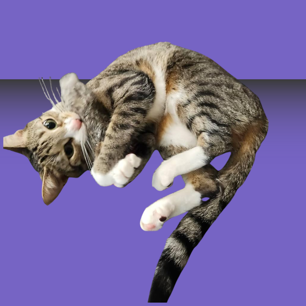Go Cat Da Fur Thing
