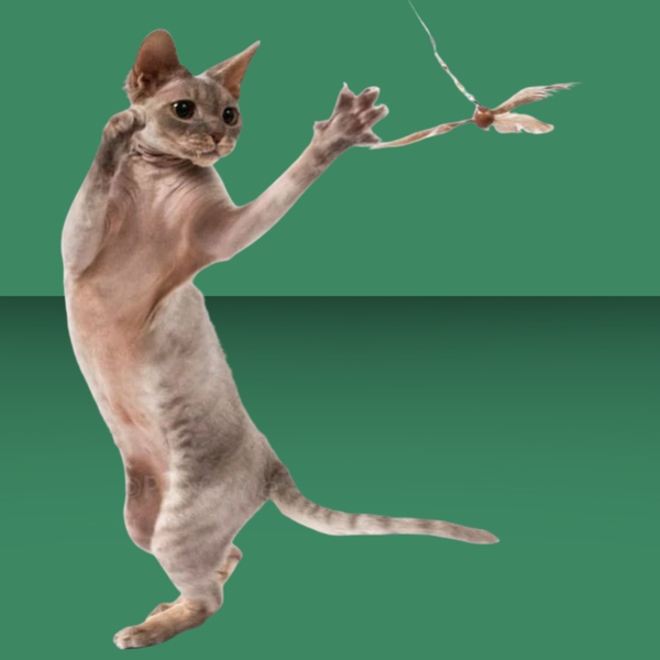 Go Cat Purr-Peller