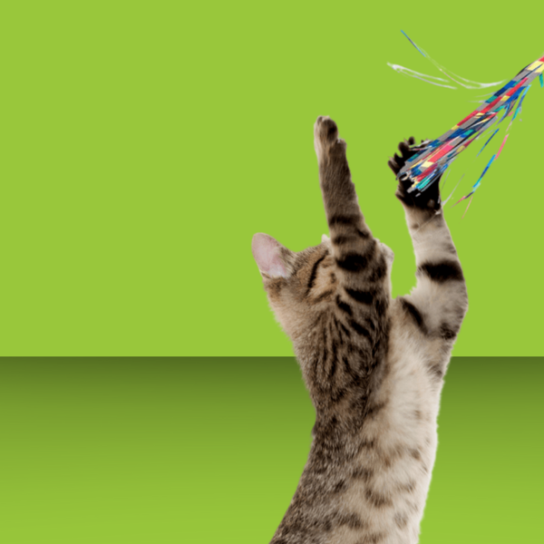 Go Cat Sparkler