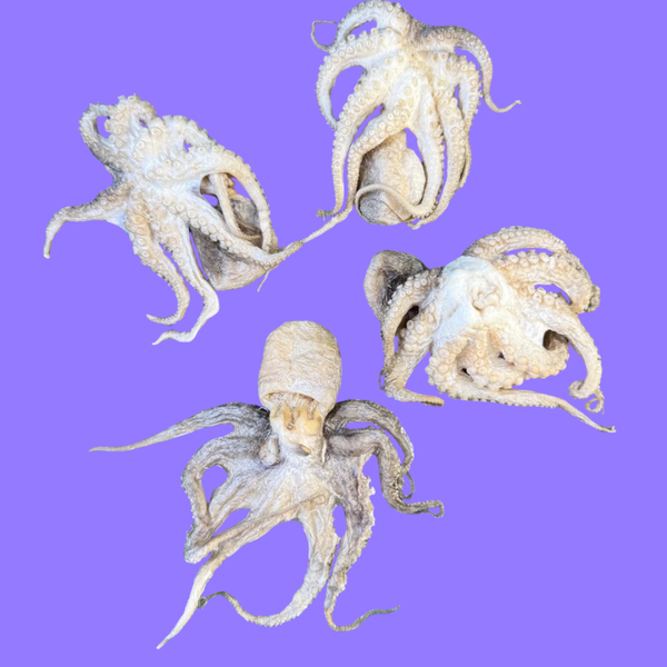 Golden Nibbles FD Baby Octopus 5 Pack
