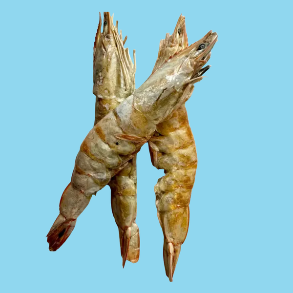 Golden Nibbles FD Large Prawn 8 Pack