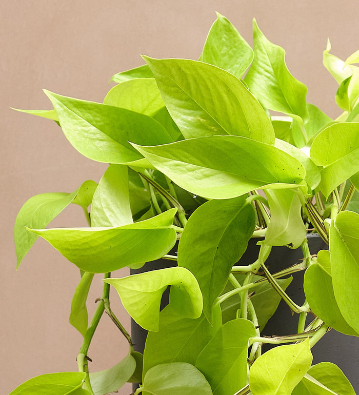 Hanging Neon Pothos