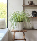 Hanging Spider Plant