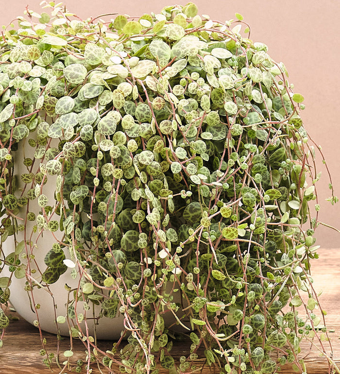 Hanging String of Turtles