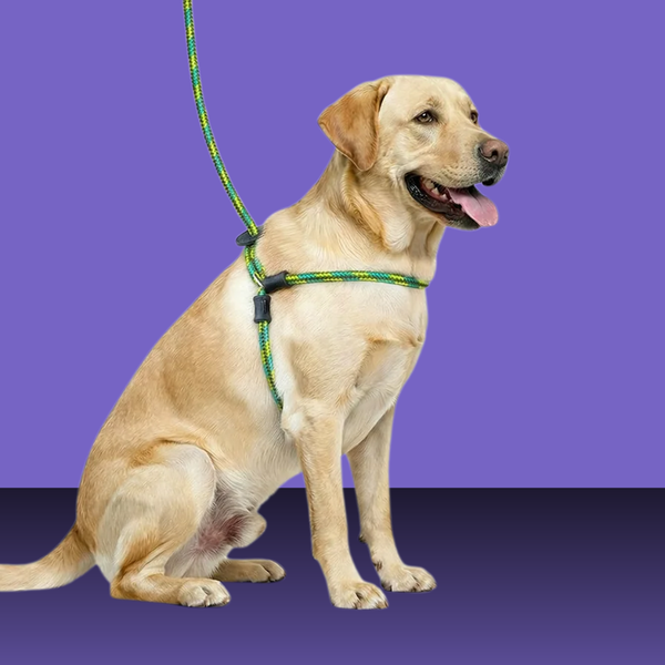 Harness Lead Rainforest M/L