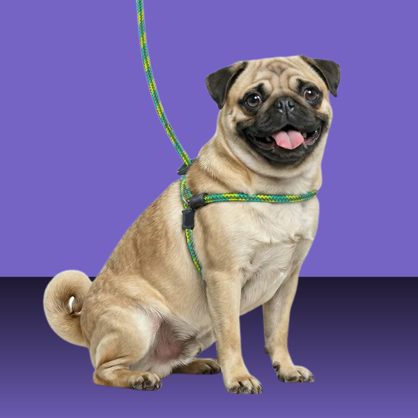 Harness Lead Rainforest S/M