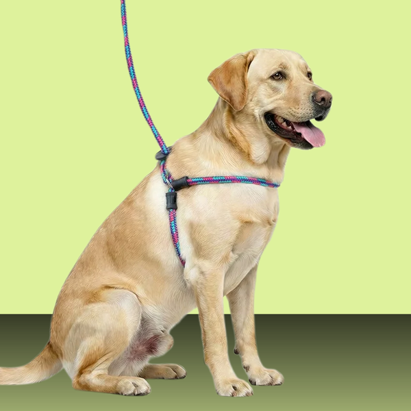 Harness Lead Reef M/L