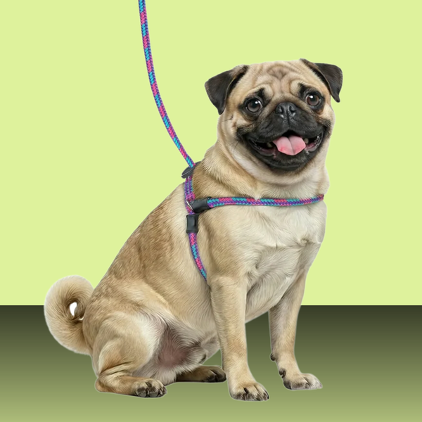 Harness Lead Reef S/M