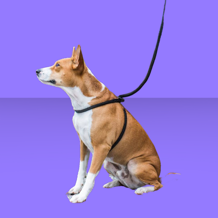 Harness Lead Reflective Black S/M