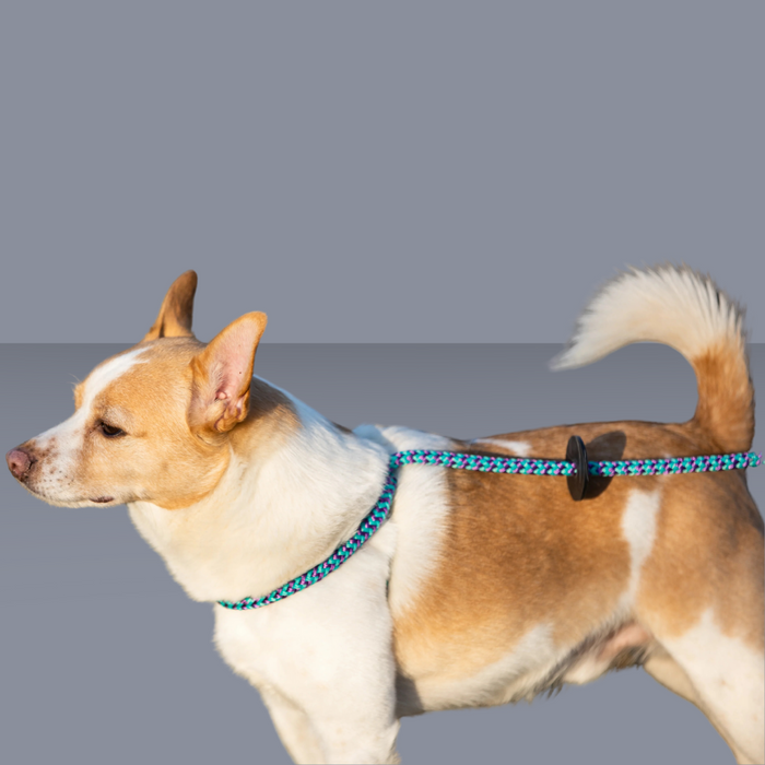 Harness Lead Vaporwave M/L