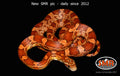 Het Cornsnake 27" female for sale by South Mountain Reptiles