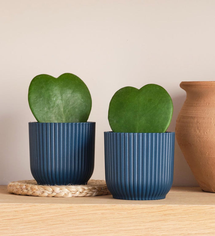 Hoya Heart Duo & Pots