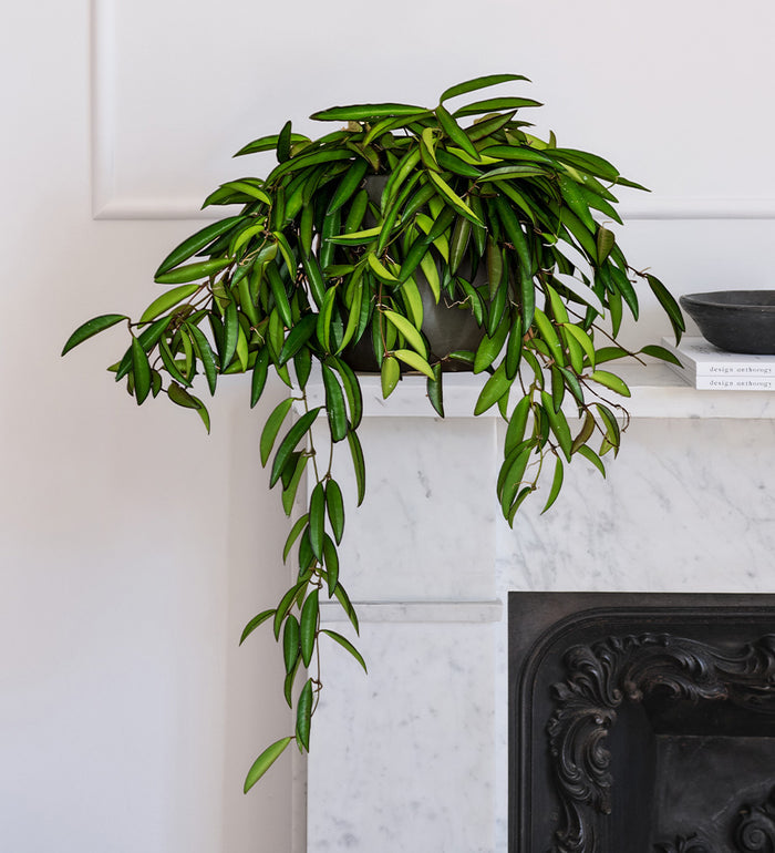 Hoya Wayetii