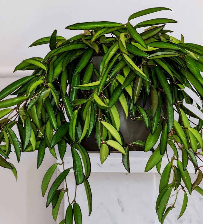 Hoya Wayetii
