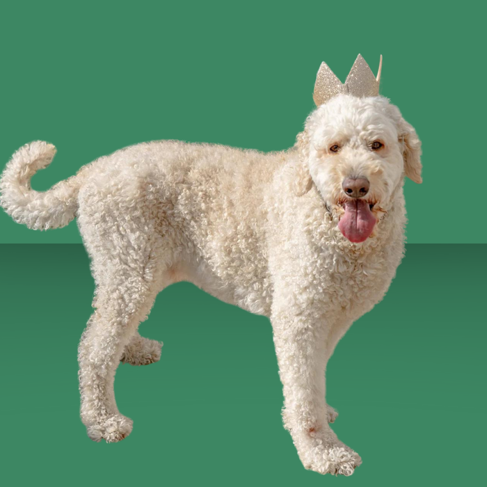 Huxley & Kent Party Crown Gold L